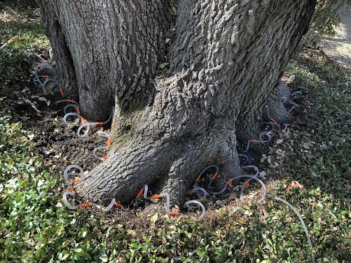 Detailed Shrub and Hedge Trimming job site in Oilton