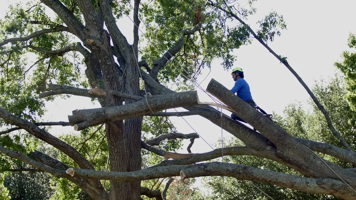Professional Crown Thinning performed by certified arborists in Oilton
