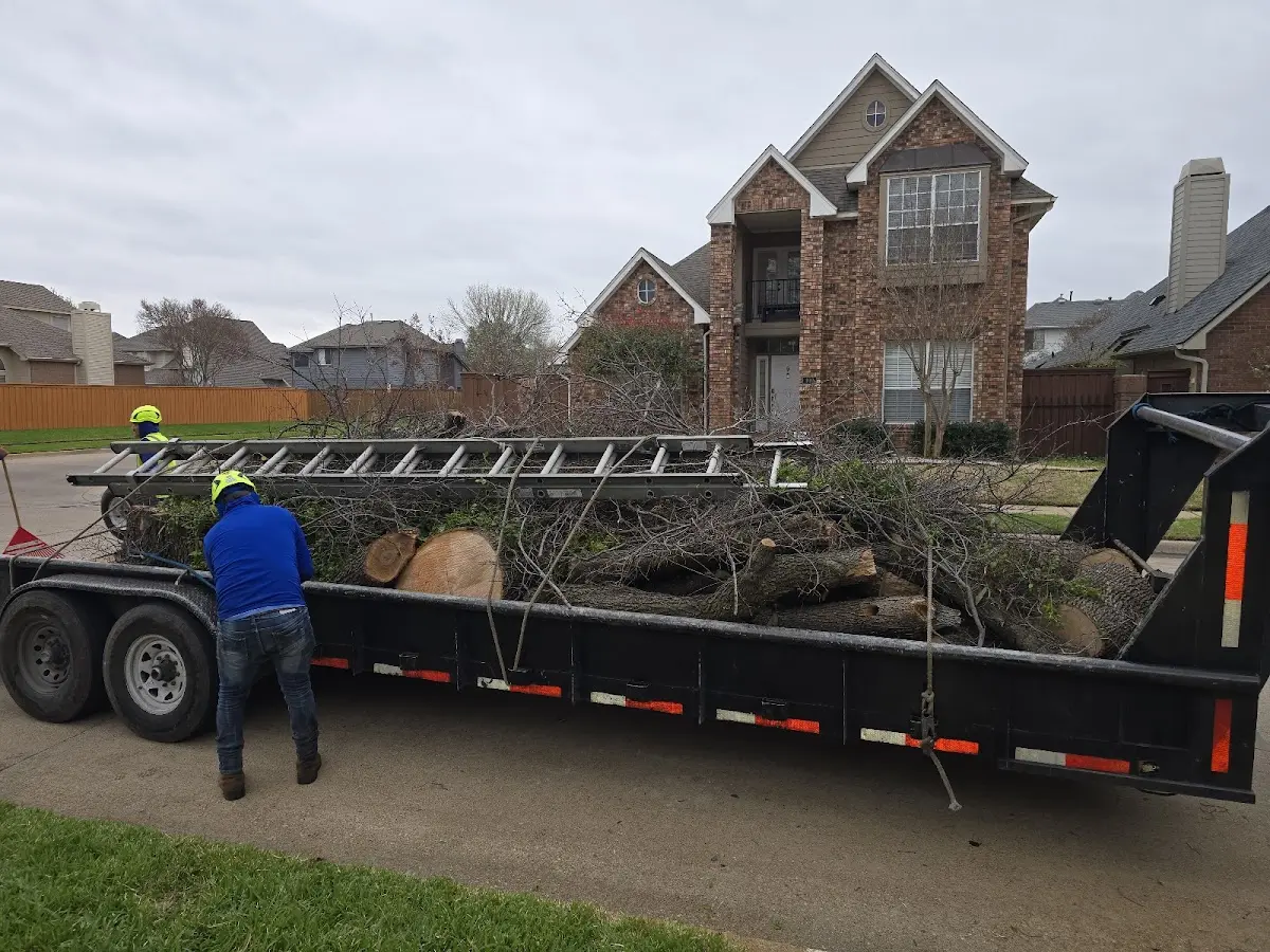 Expert Tree Pest Control with proper safety equipment in Oilton